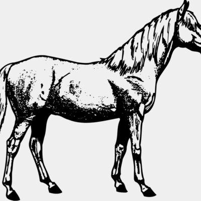HORSE013 Thumbnail