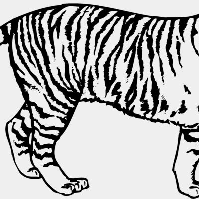 TIGER003 Thumbnail