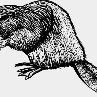 Beaver Thumbnail