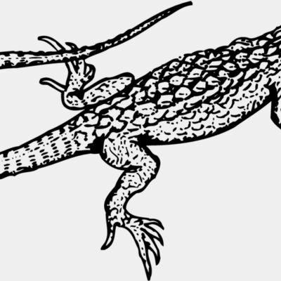 Lizard Thumbnail