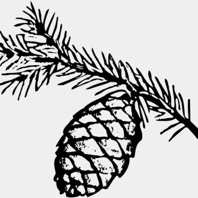 Pine Cone Thumbnail
